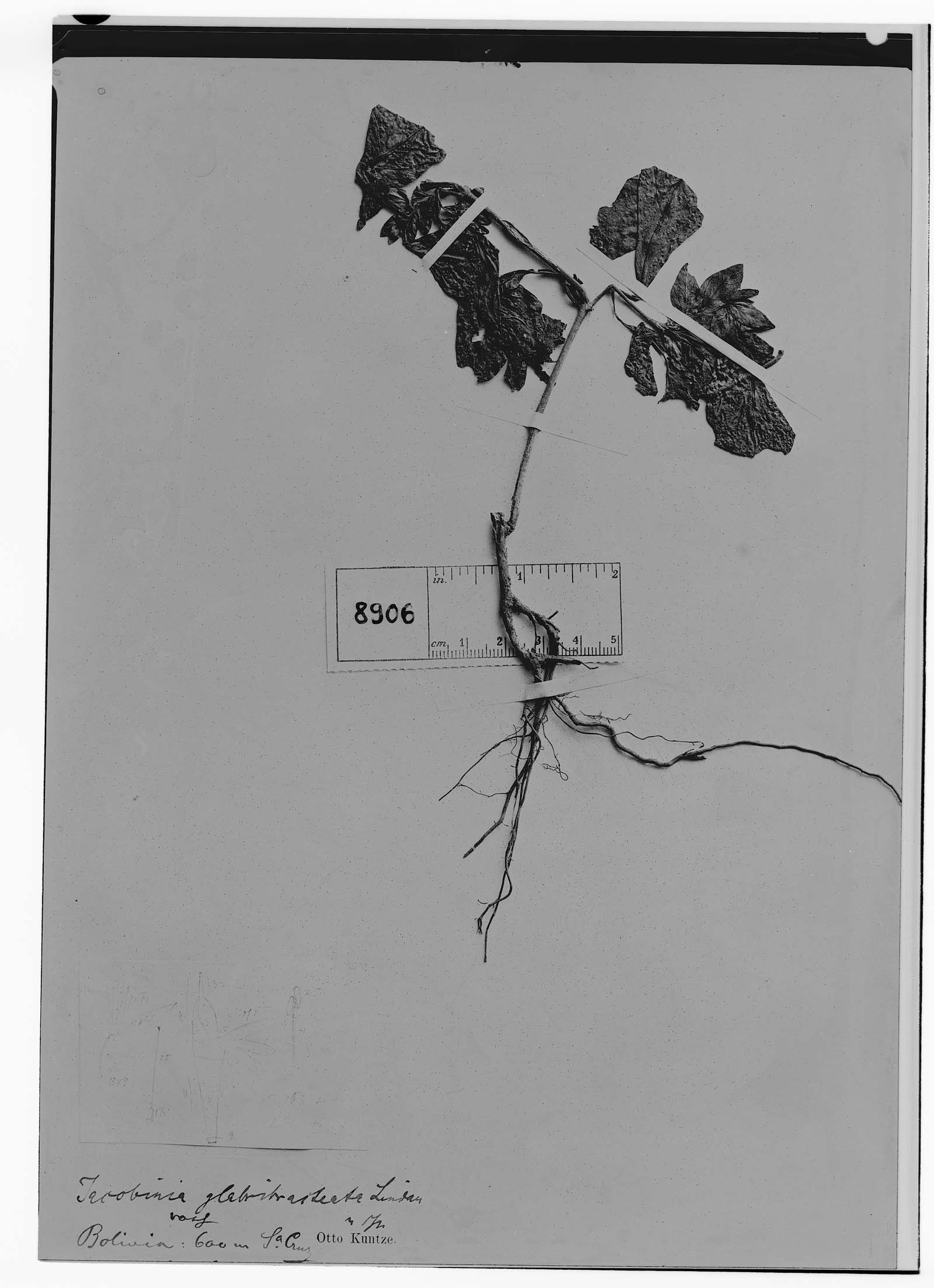 Justicia aequilabris subsp. glabribracteata image
