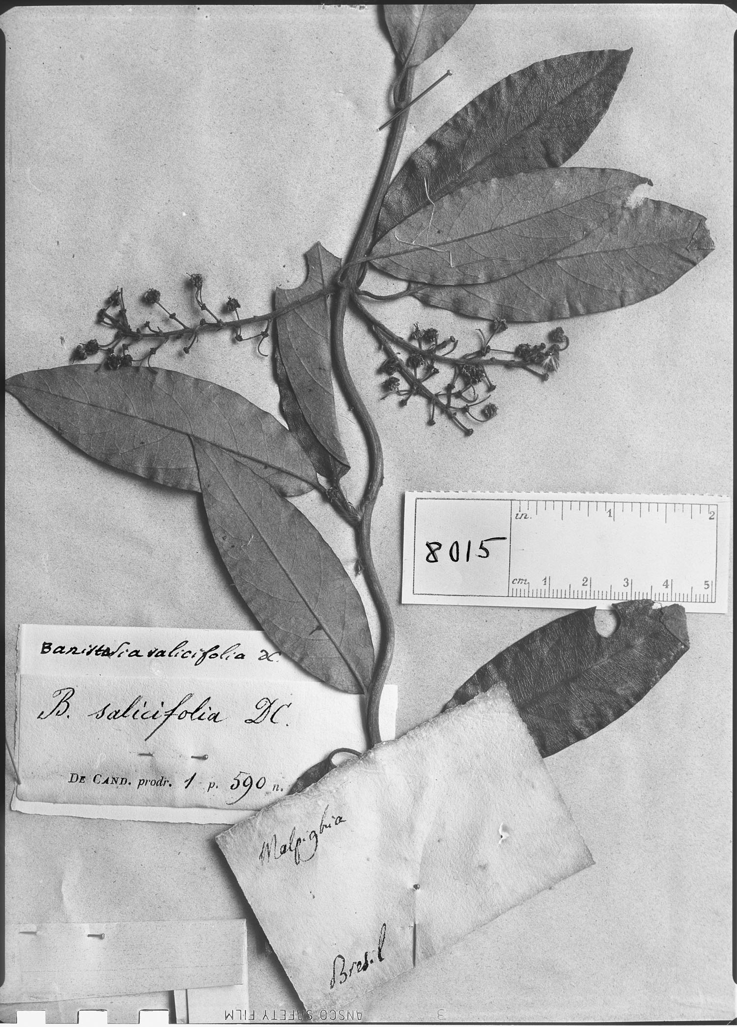 Banisteriopsis salicifolia image