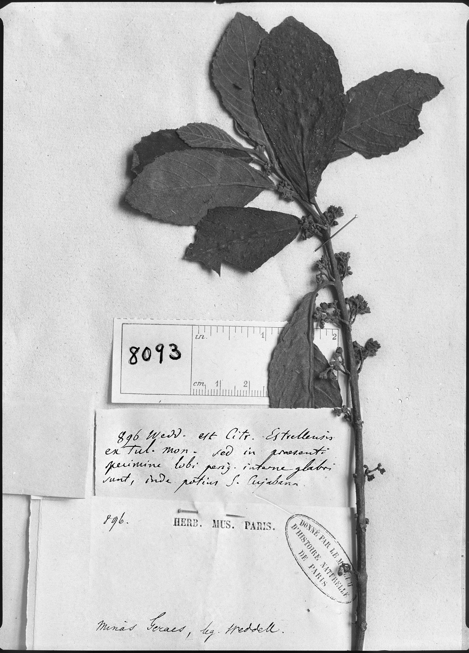 Siparuna brasiliensis image