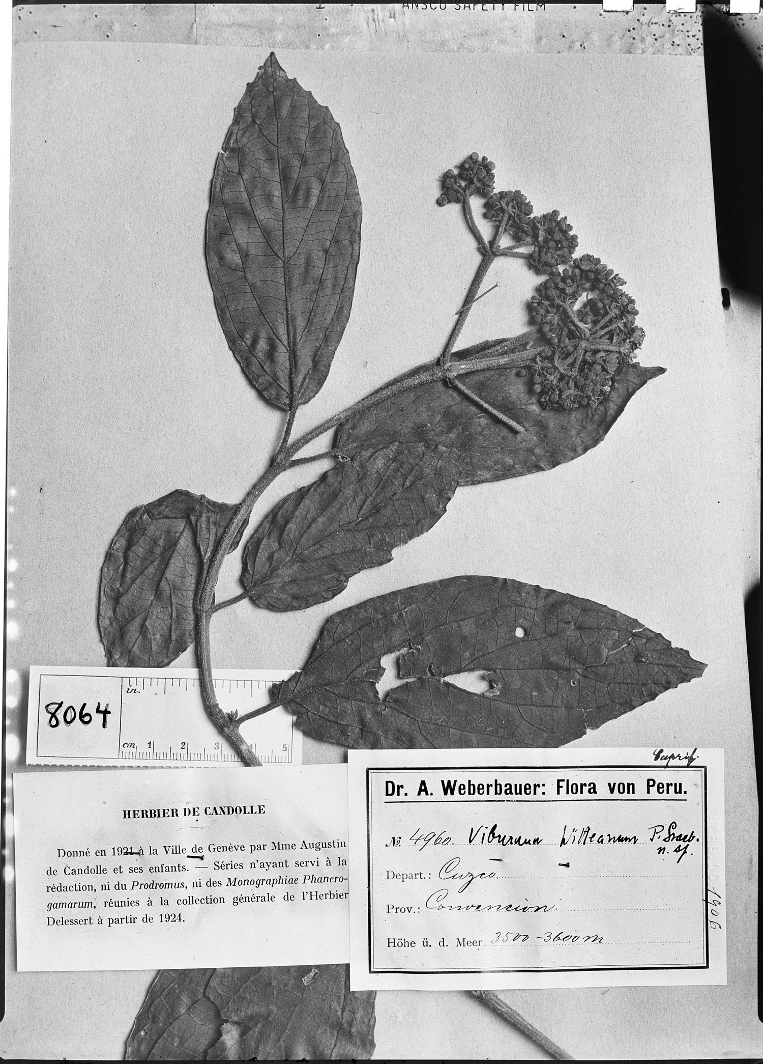 Viburnum witteanum image