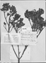 Weinmannia dryadifolia image