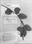 Weinmannia cordata image