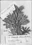 Podocarpus glomeratus image