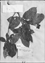 Cupania diphylla image