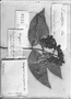 Niedenzuella acutifolia image