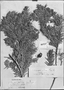 Podocarpus andinus image
