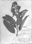 Moquiniastrum polymorphum subsp. polymorphum image