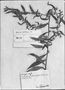 Vernonia salzmannii image