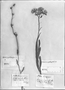 Lepidaploa psilostachya image