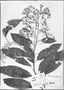 Vernonanthura petiolaris image