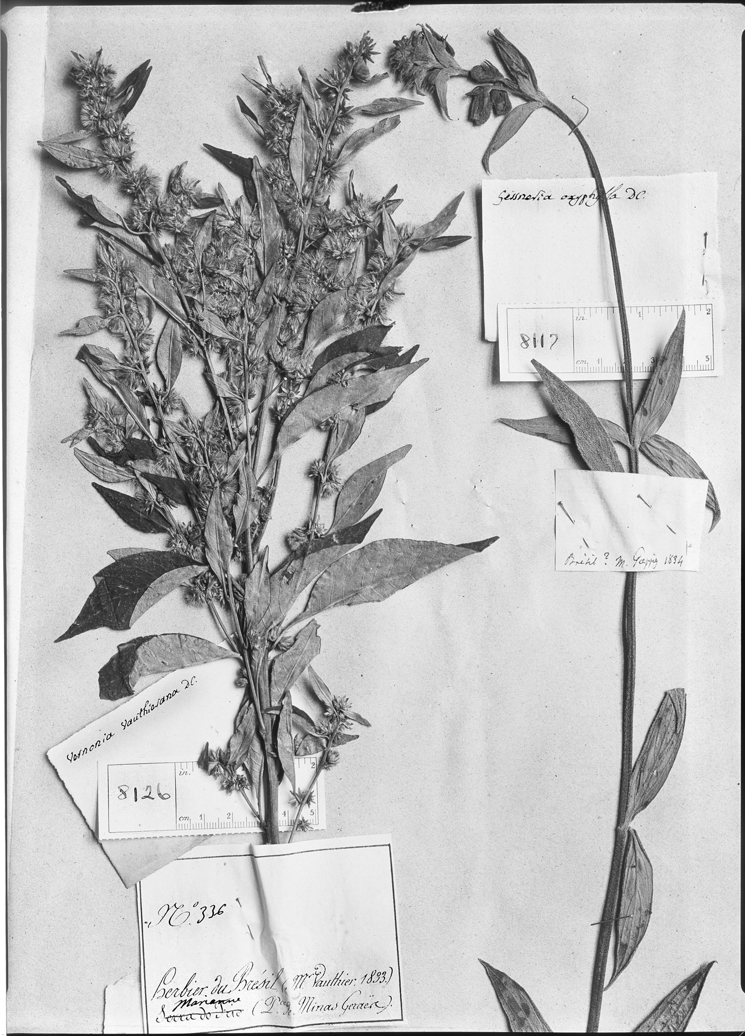 Gesneria oxyphylla image