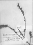 Baccharis microphylla image