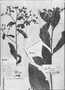 Vernonia micradenia image