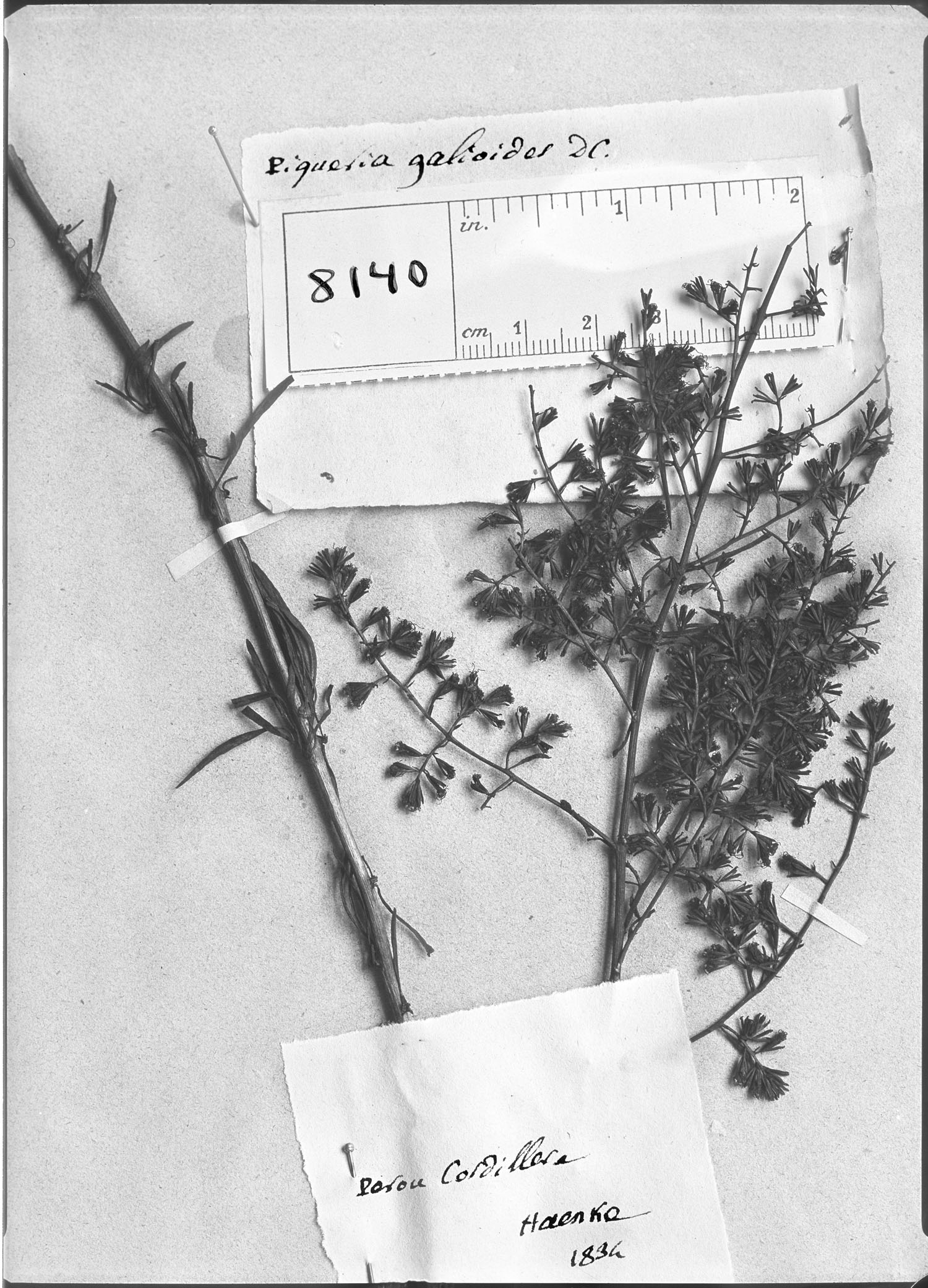 Piqueria galioides image