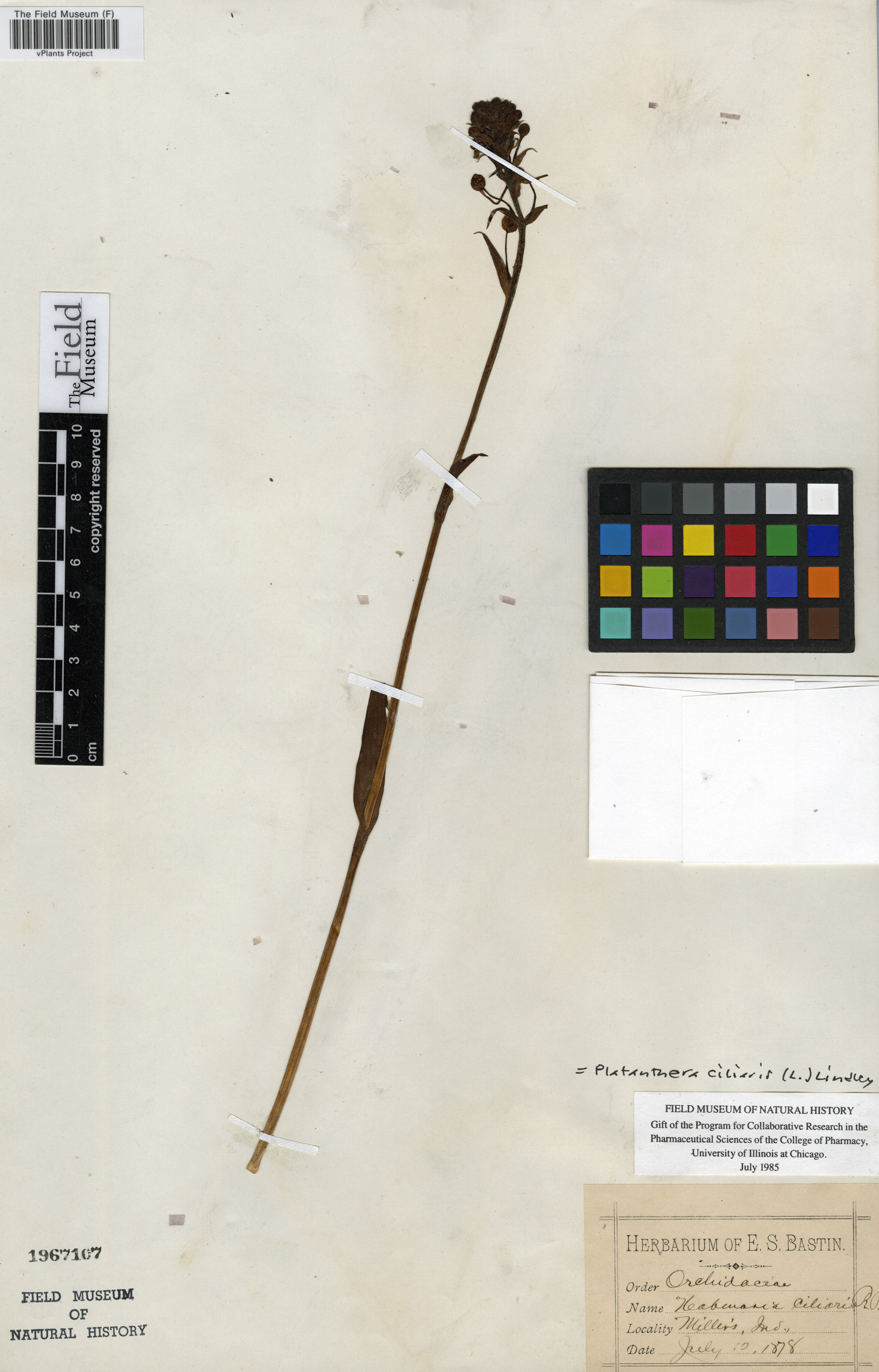 Platanthera ciliaris (L.) Lindl., U.S.A., E. S. Bastin, F (c) Field Museum of Natural History - CC BY-NC 4.0