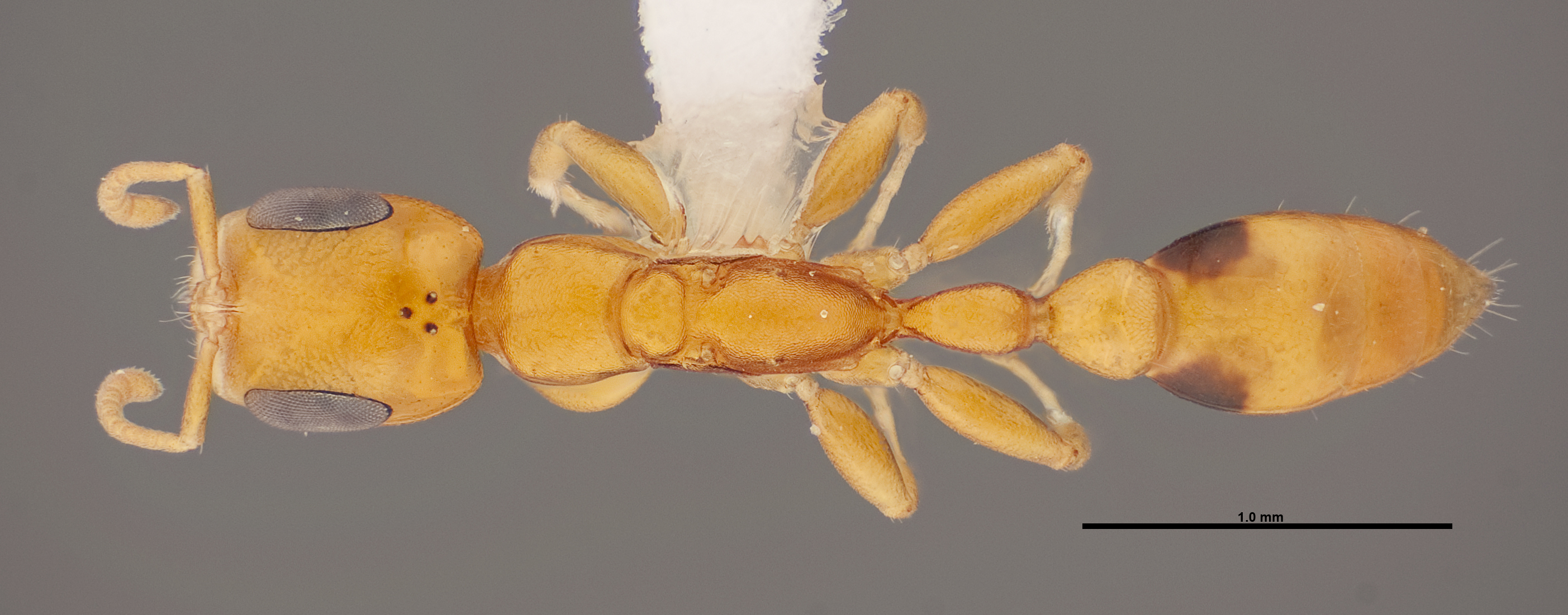 Pseudomyrmex simplex