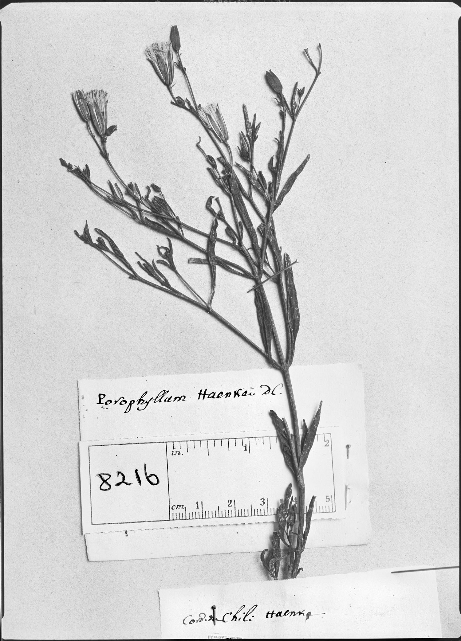 Porophyllum image