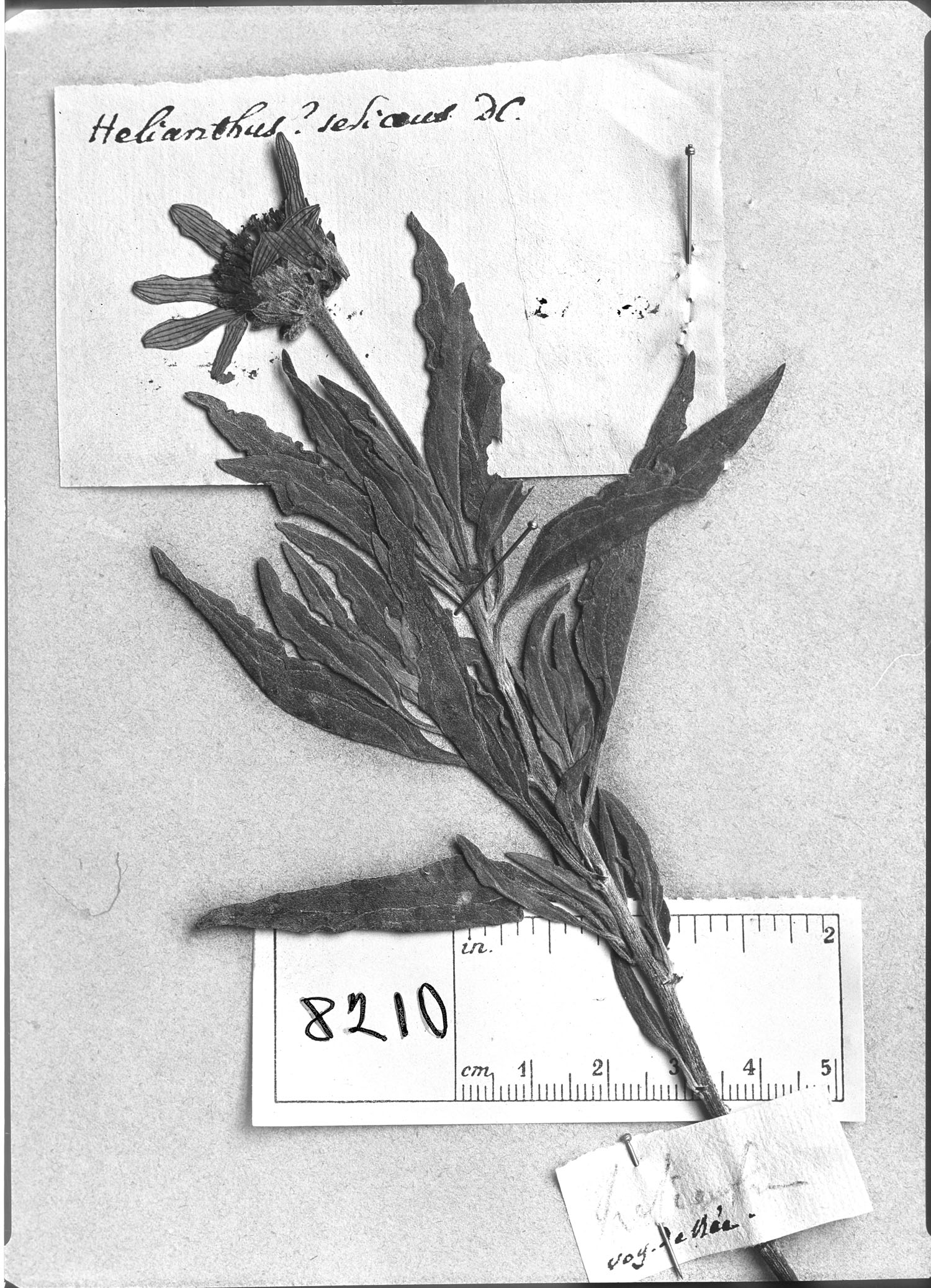 Syncretocarpus image