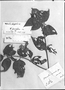 Wedelia latifolia image