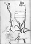 Gnaphalium dombeyanum image