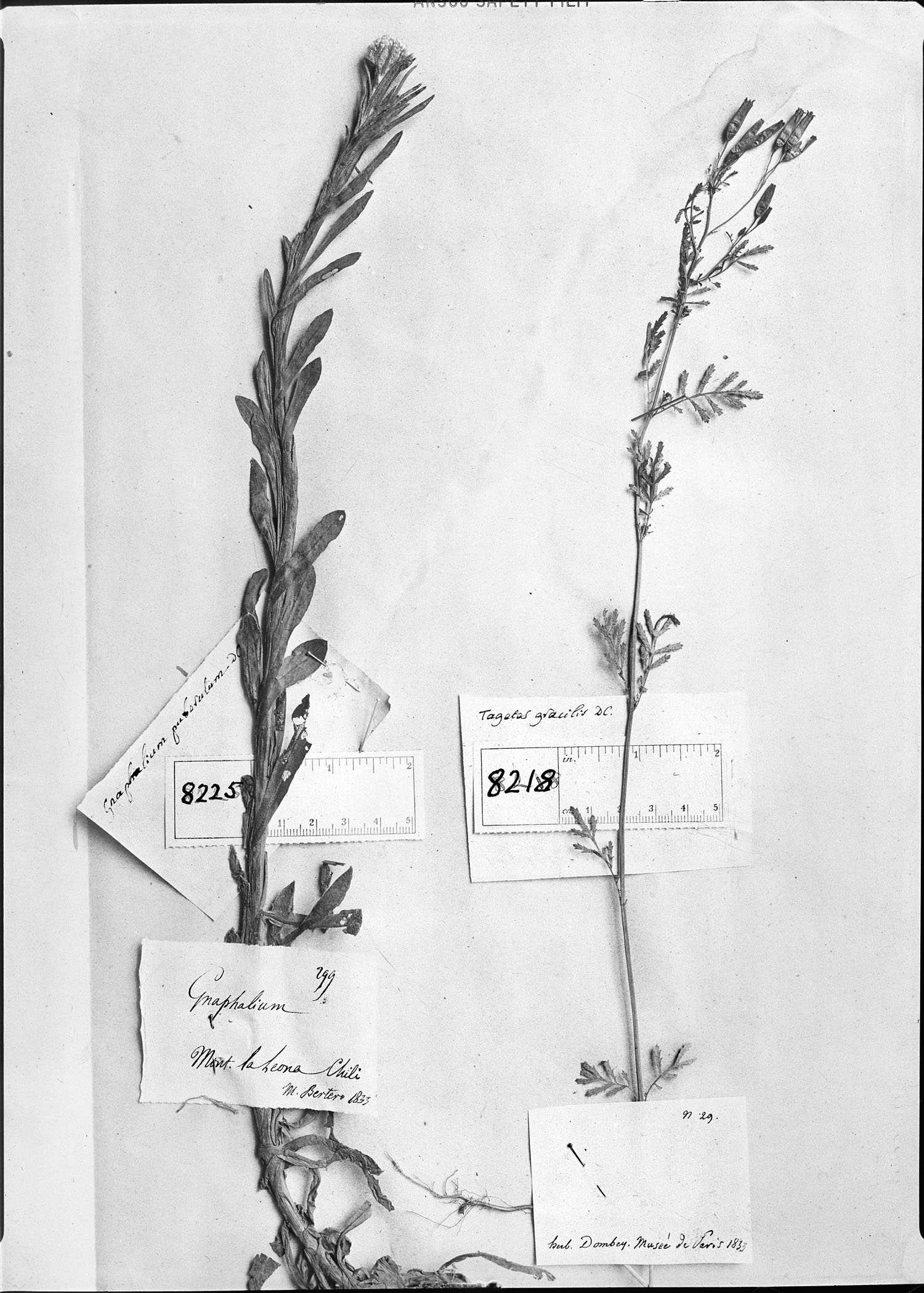 Tagetes gracilis image