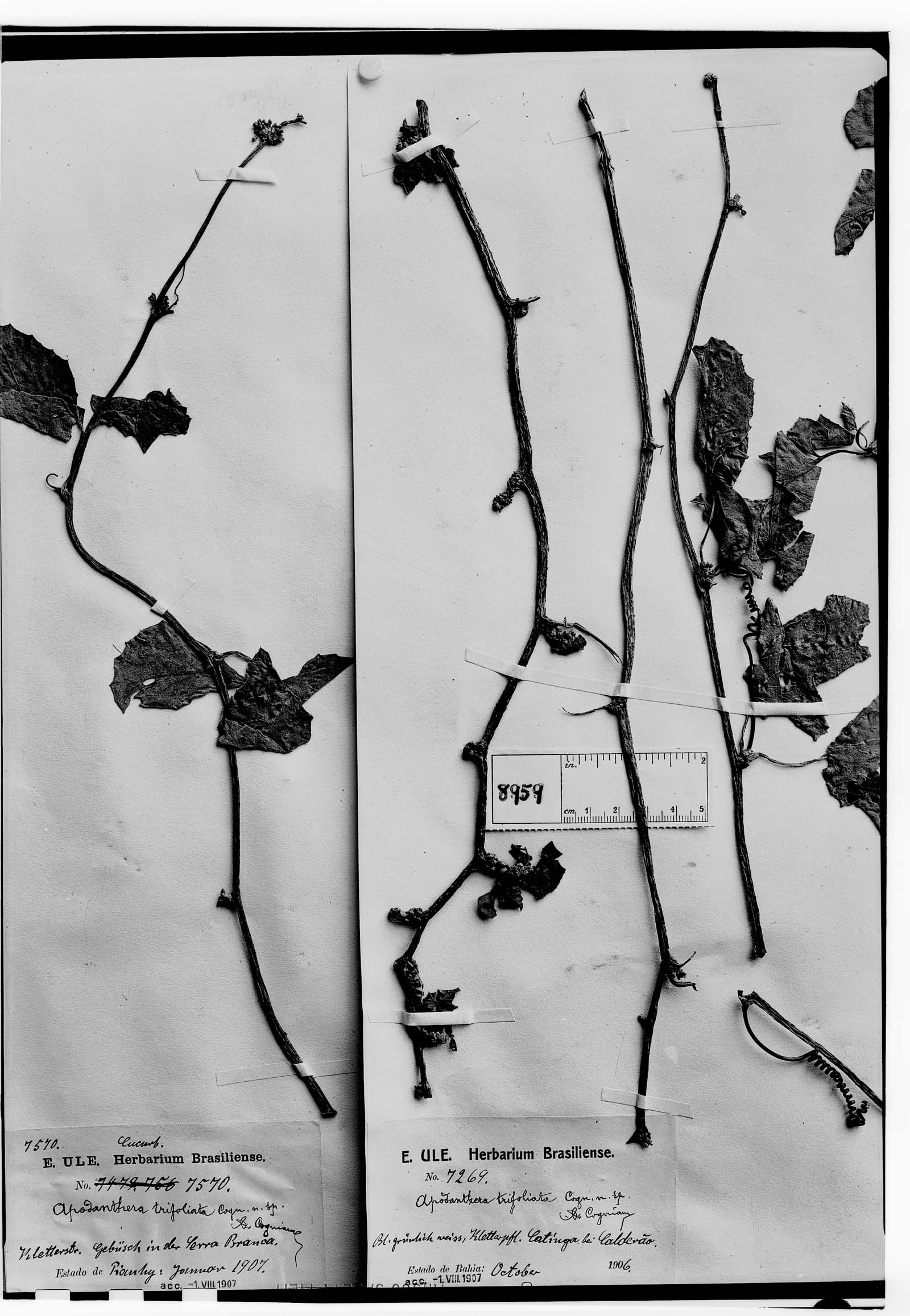 Apodanthera trifoliata image
