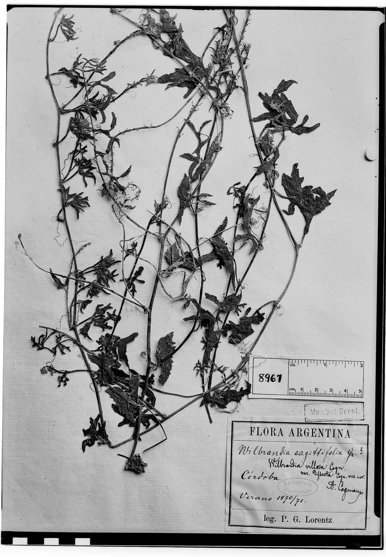 Apodanthera sagittifolia var. dissecta image