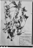 Apodanthera sagittifolia image
