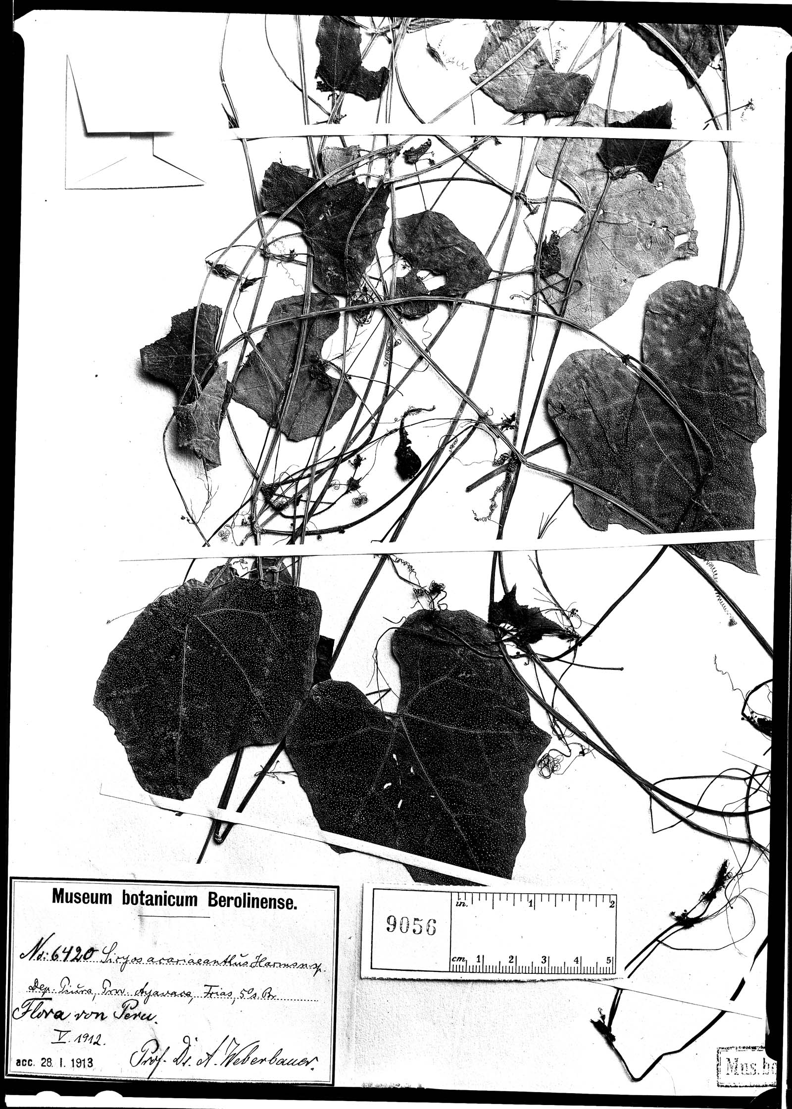 Sicyos acarieanthus image