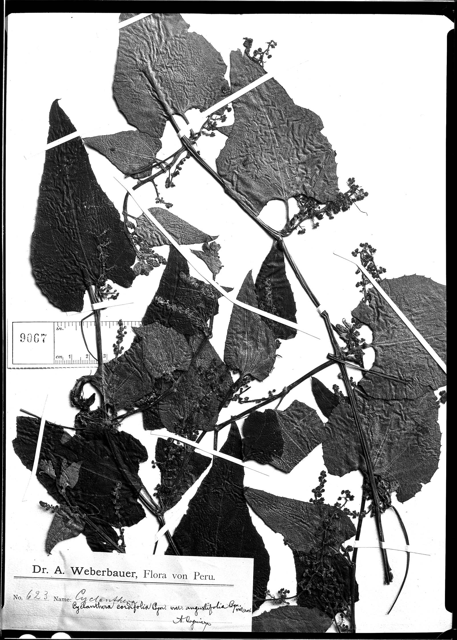 Cyclanthera cordifolia var. angustifolia image