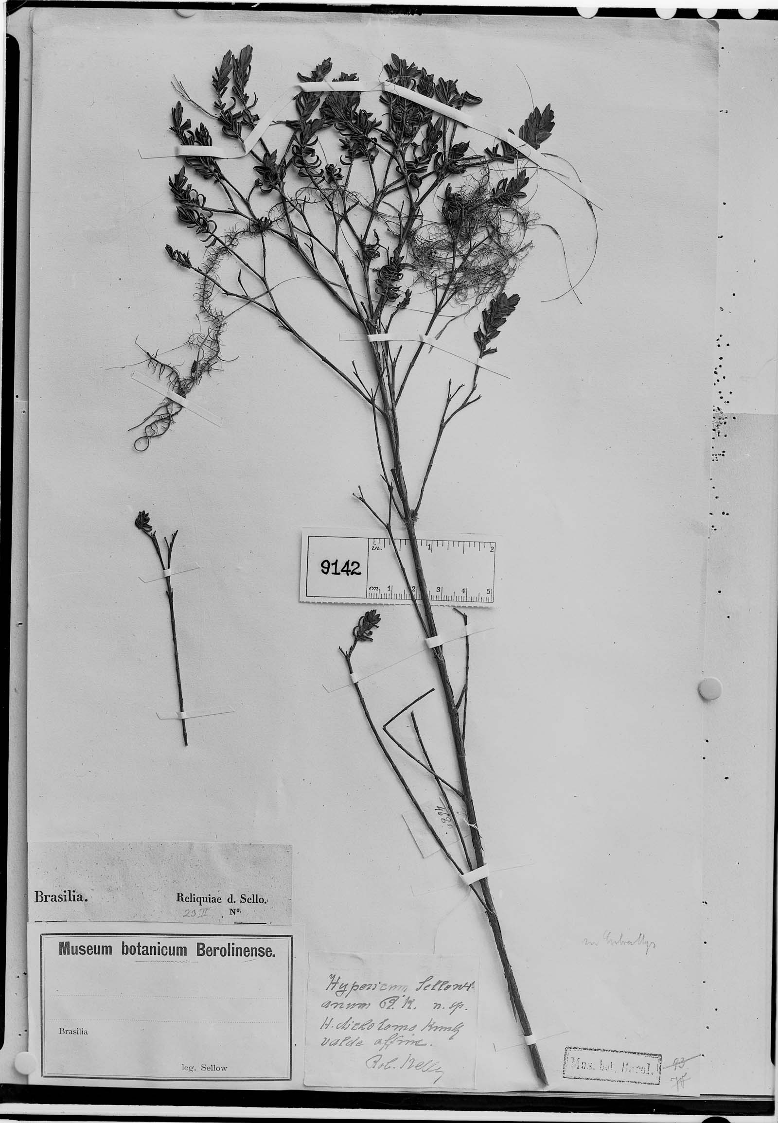 Hypericum sellowianum image