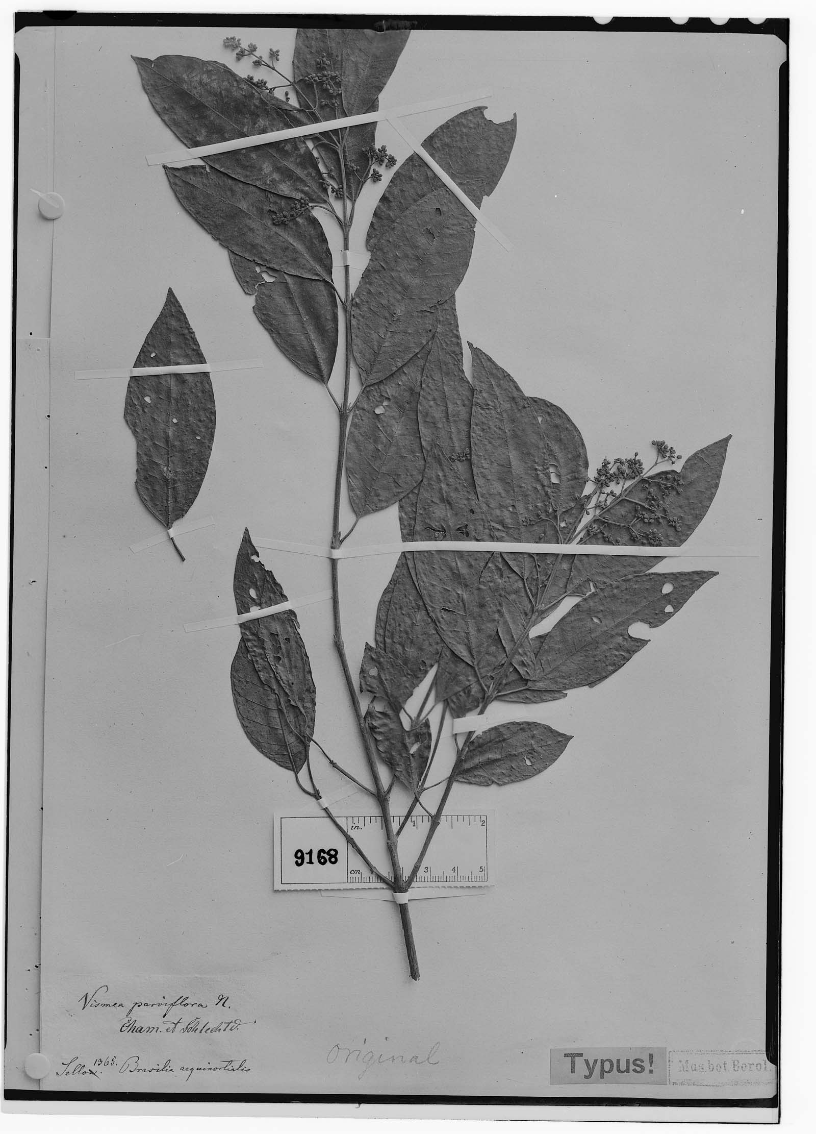 Vismia parviflora image