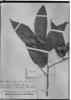 Mollia longifolia image