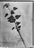 Wissadula paraguariensis image