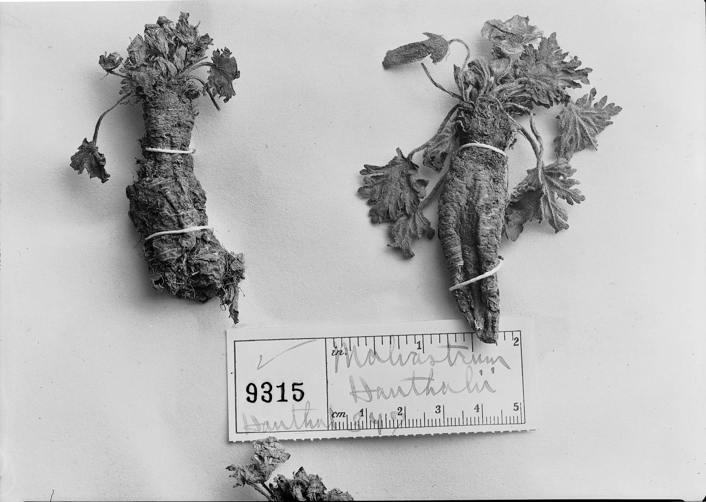 Acaulimalva dryadifolia image