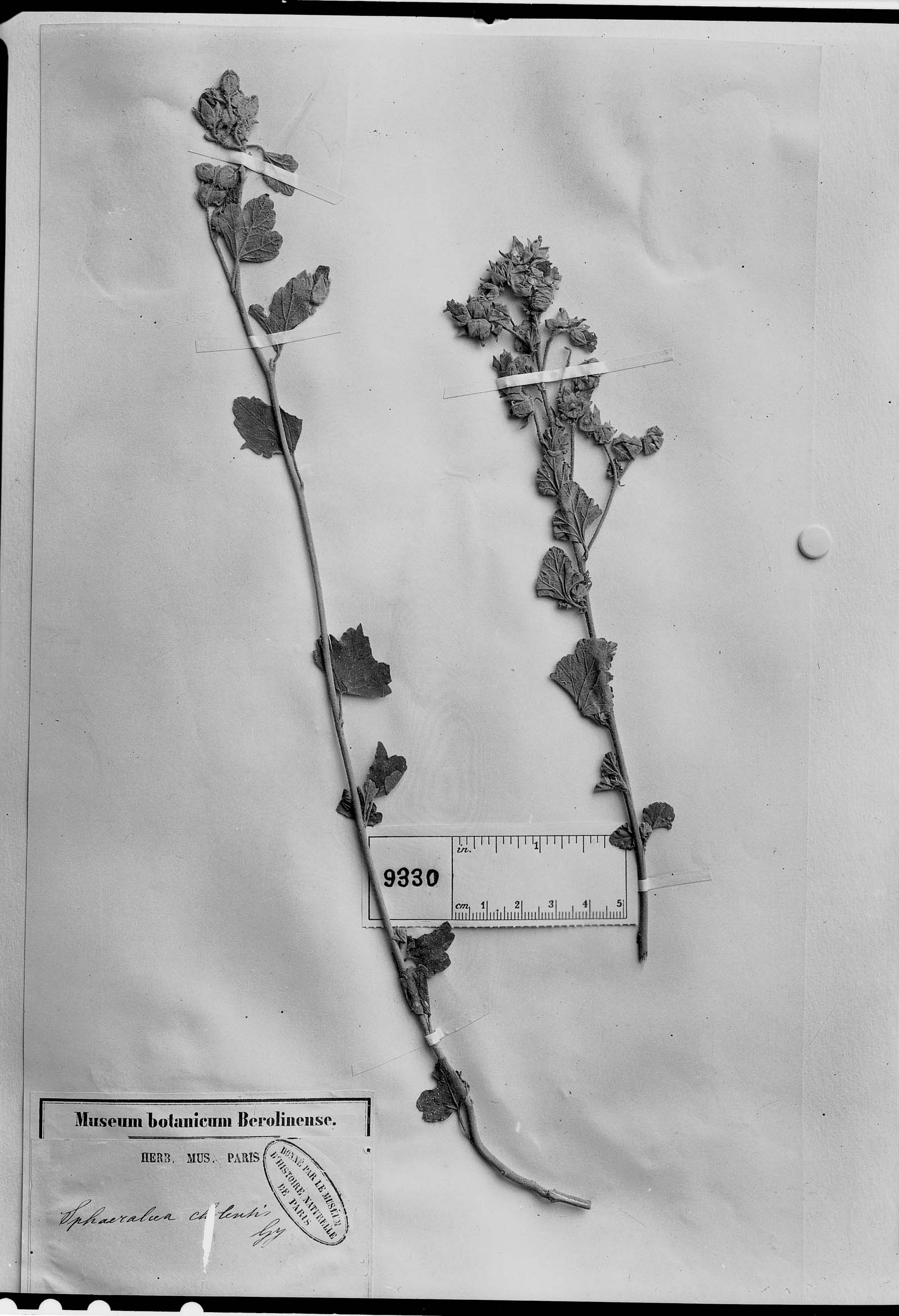Sphaeralcea chilensis image