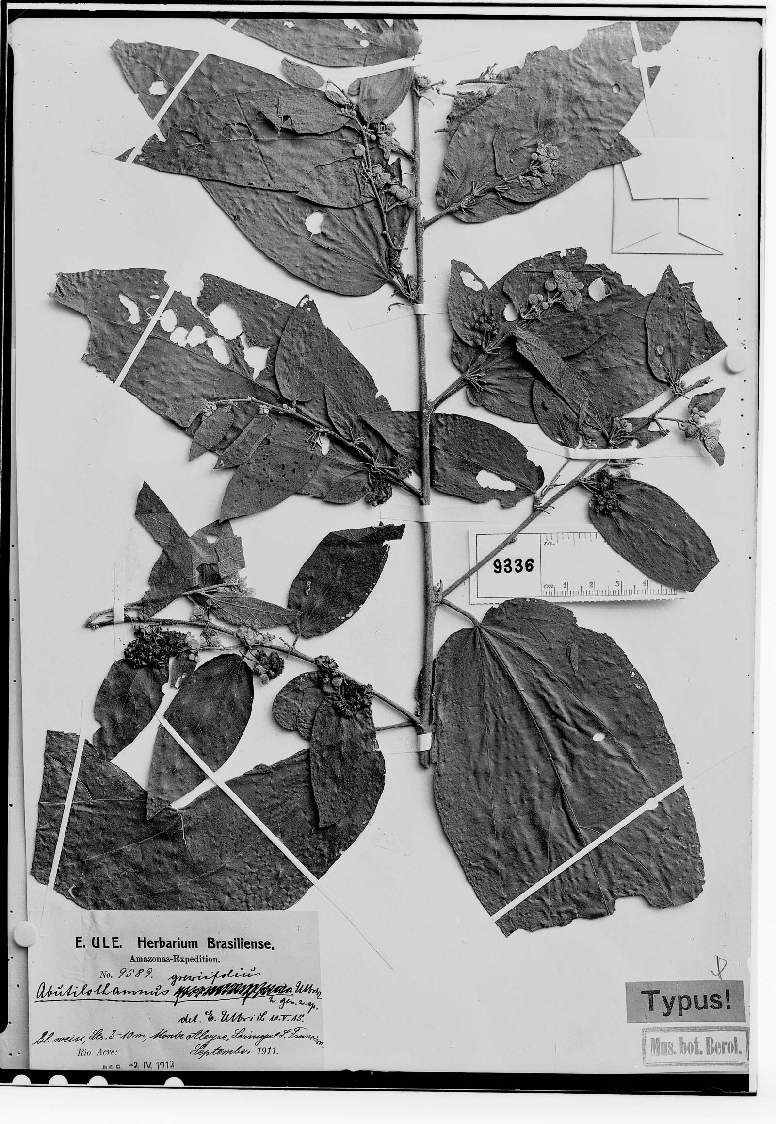 Bastardiopsis grewiifolia image