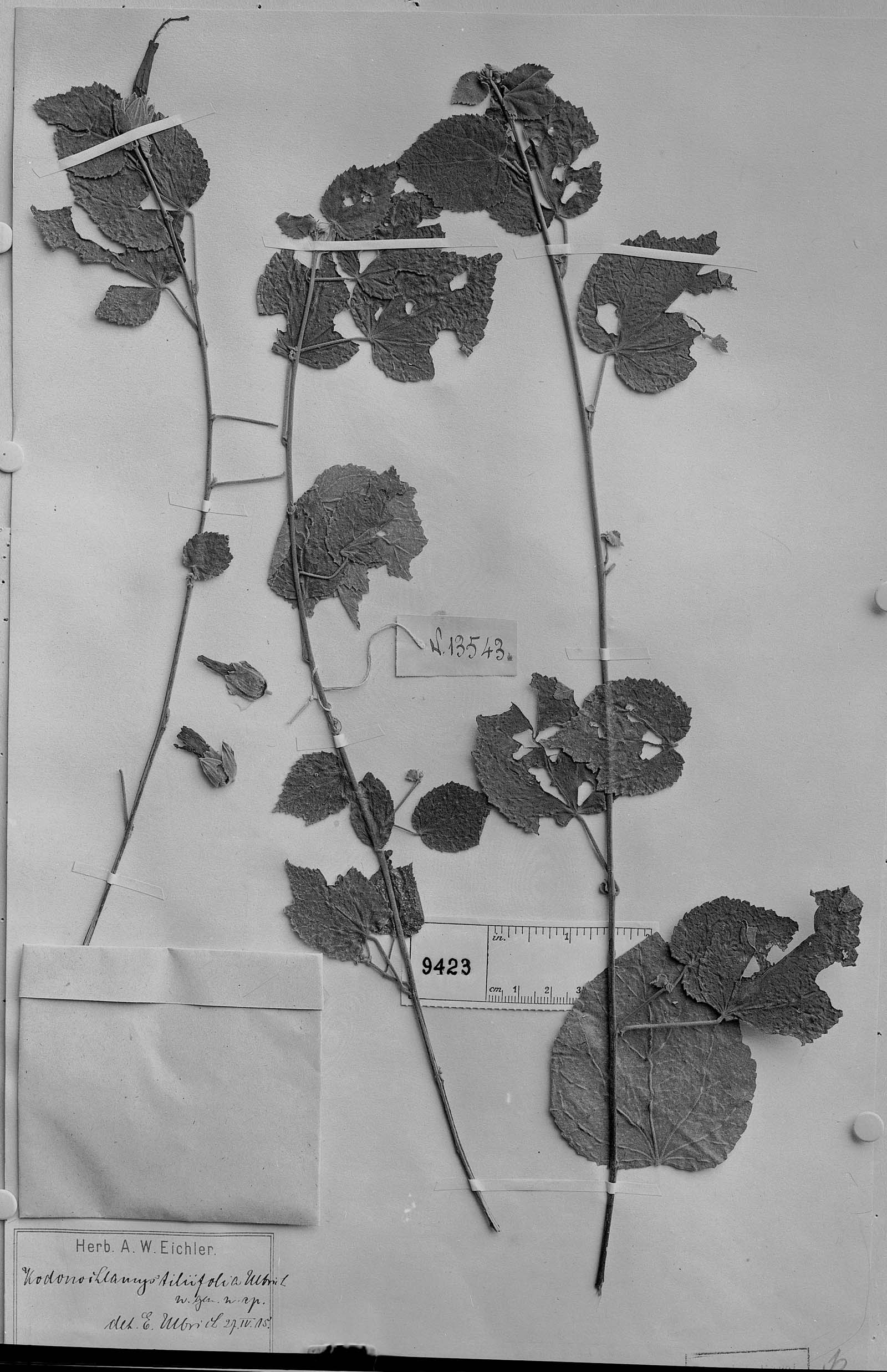 Pavonia tiliifolia image