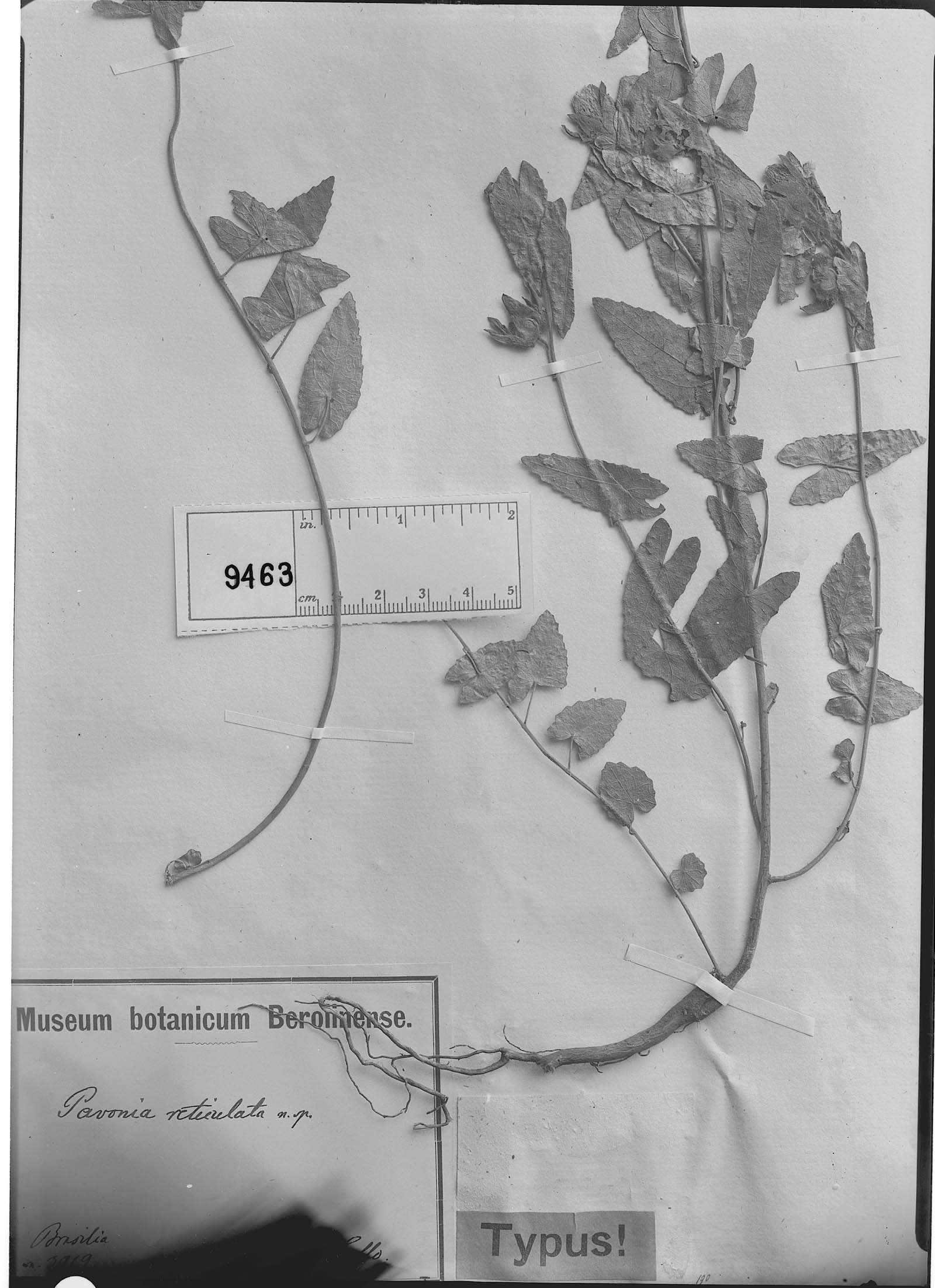 Pavonia reticulata image