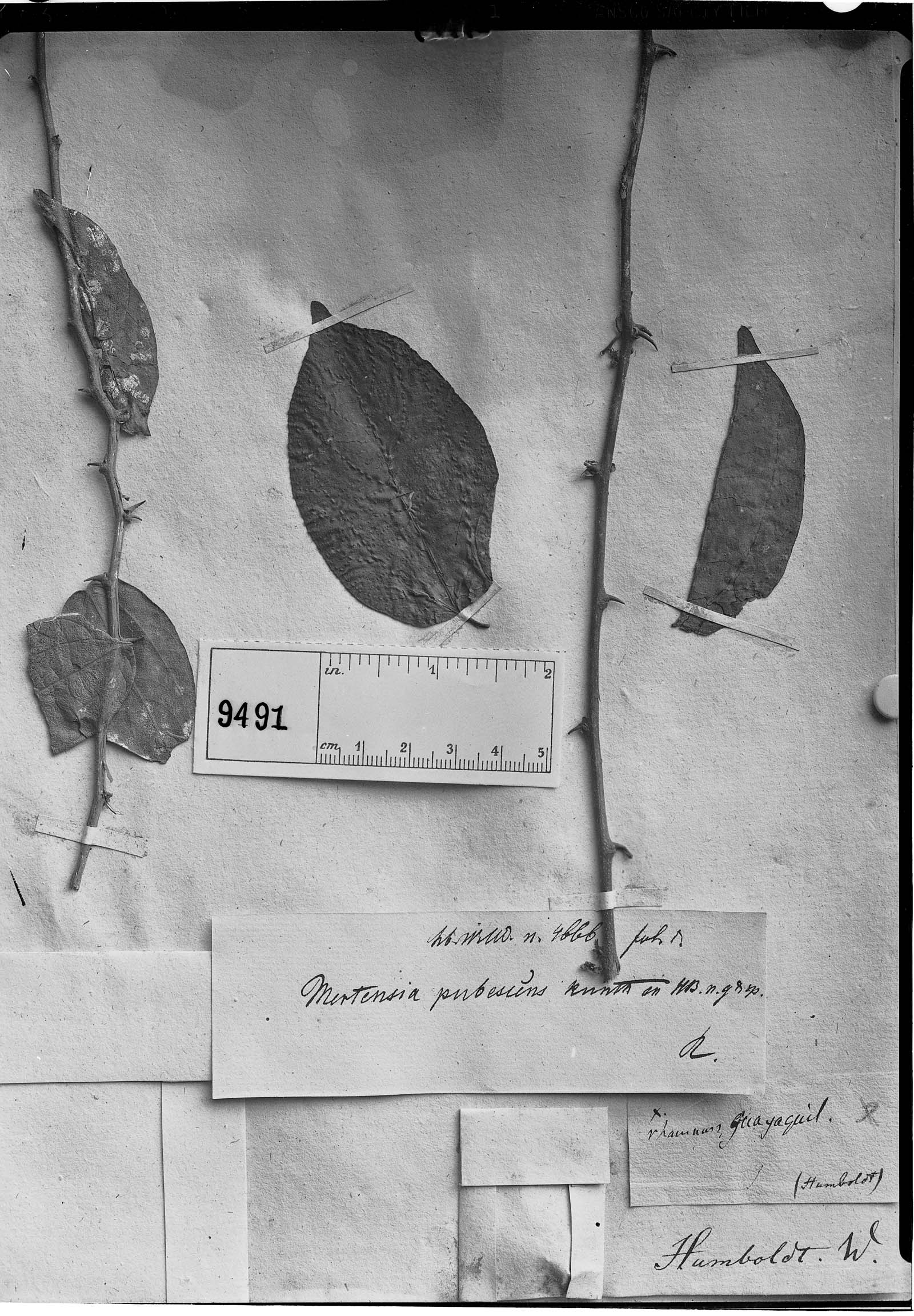 Mertensia pubescens image
