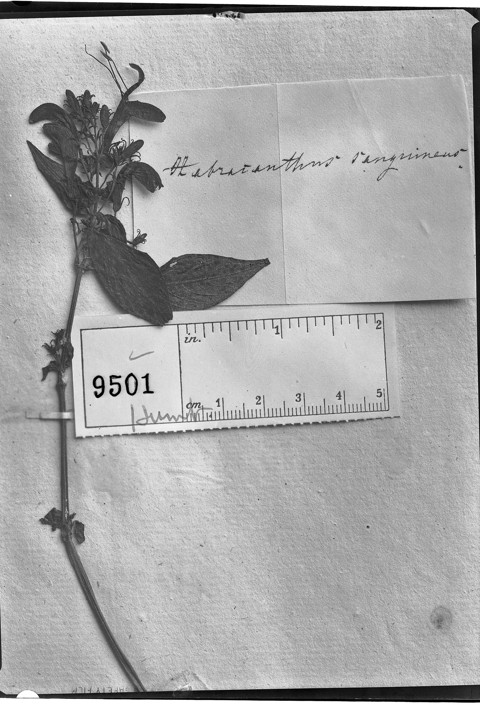 Habracanthus sanguineus image