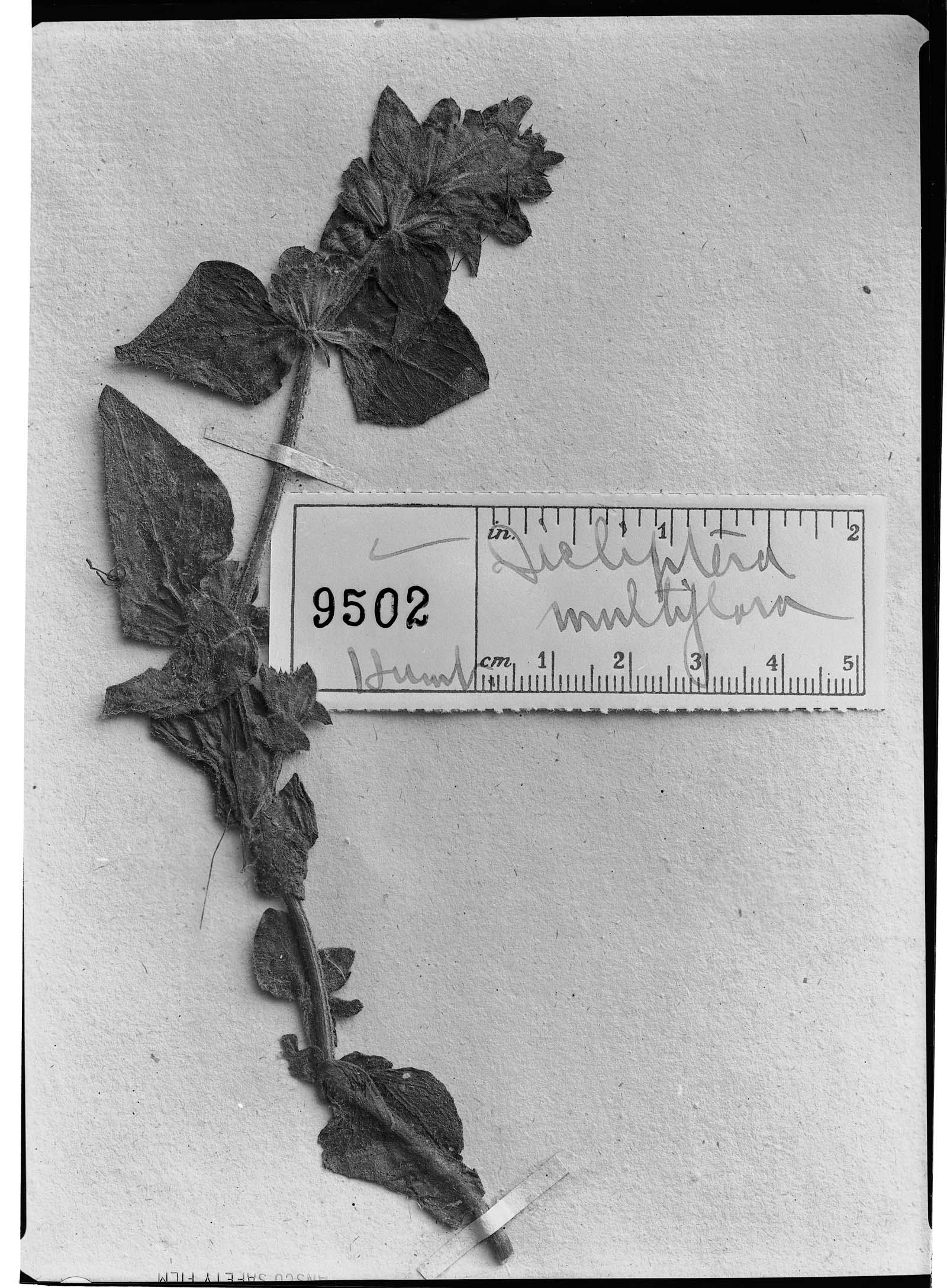 Dicliptera multiflora image