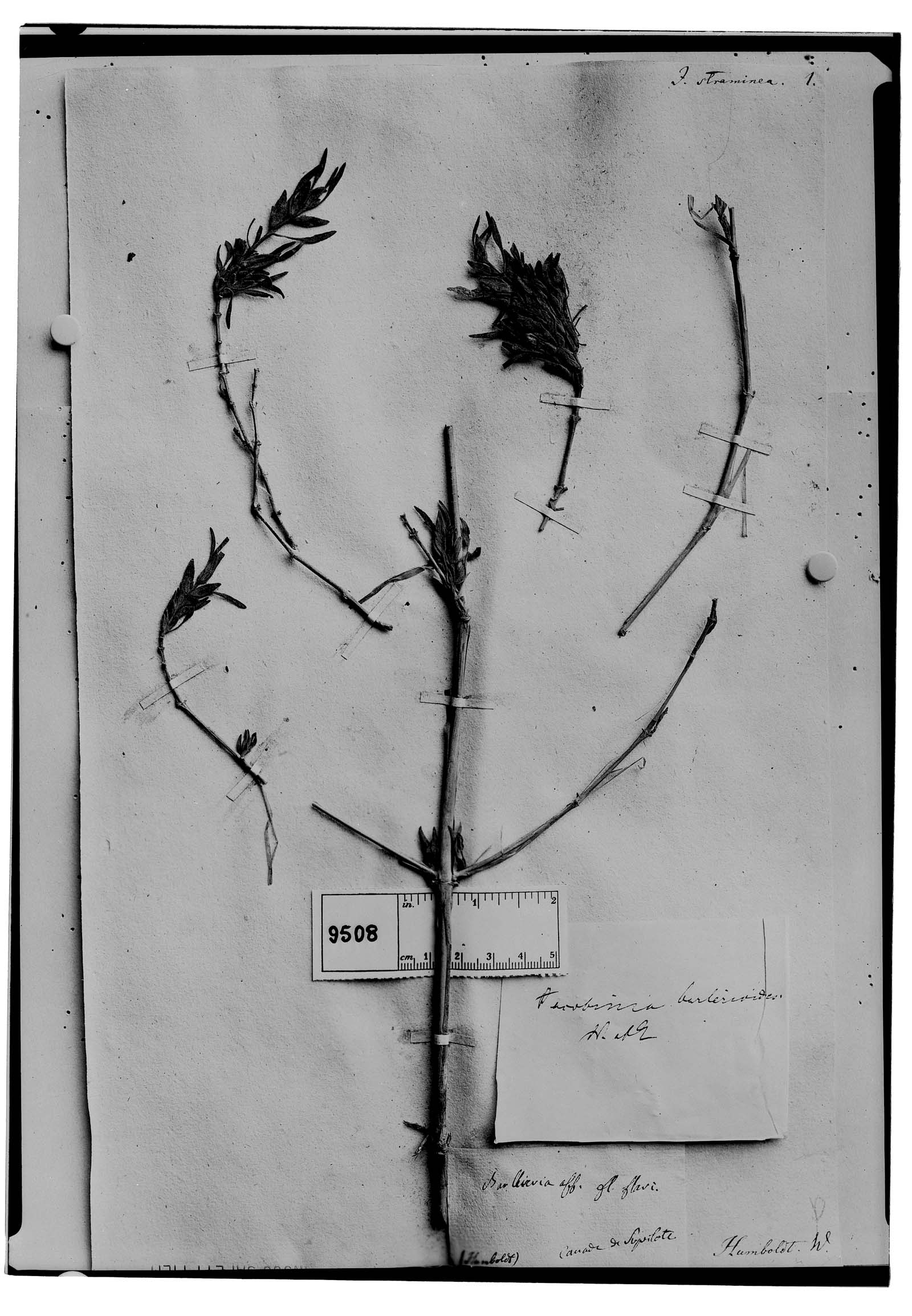 Jacobinia barlerioides image