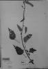 Hibiscus striatus subsp. striatus image