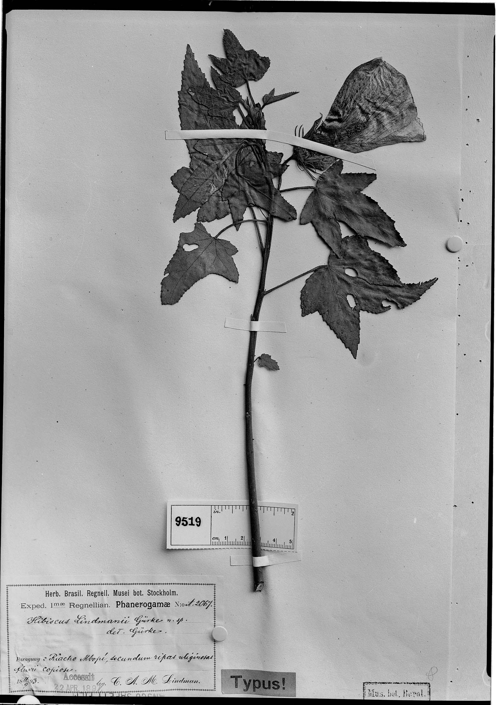 Hibiscus lindmanii image