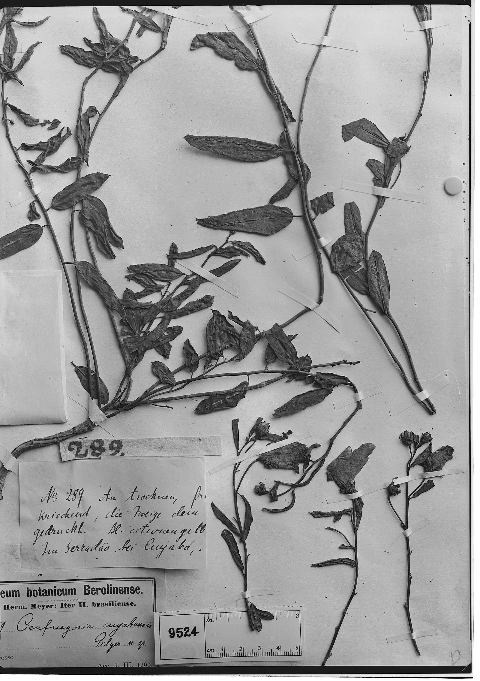 Cienfuegosia lanceolata image