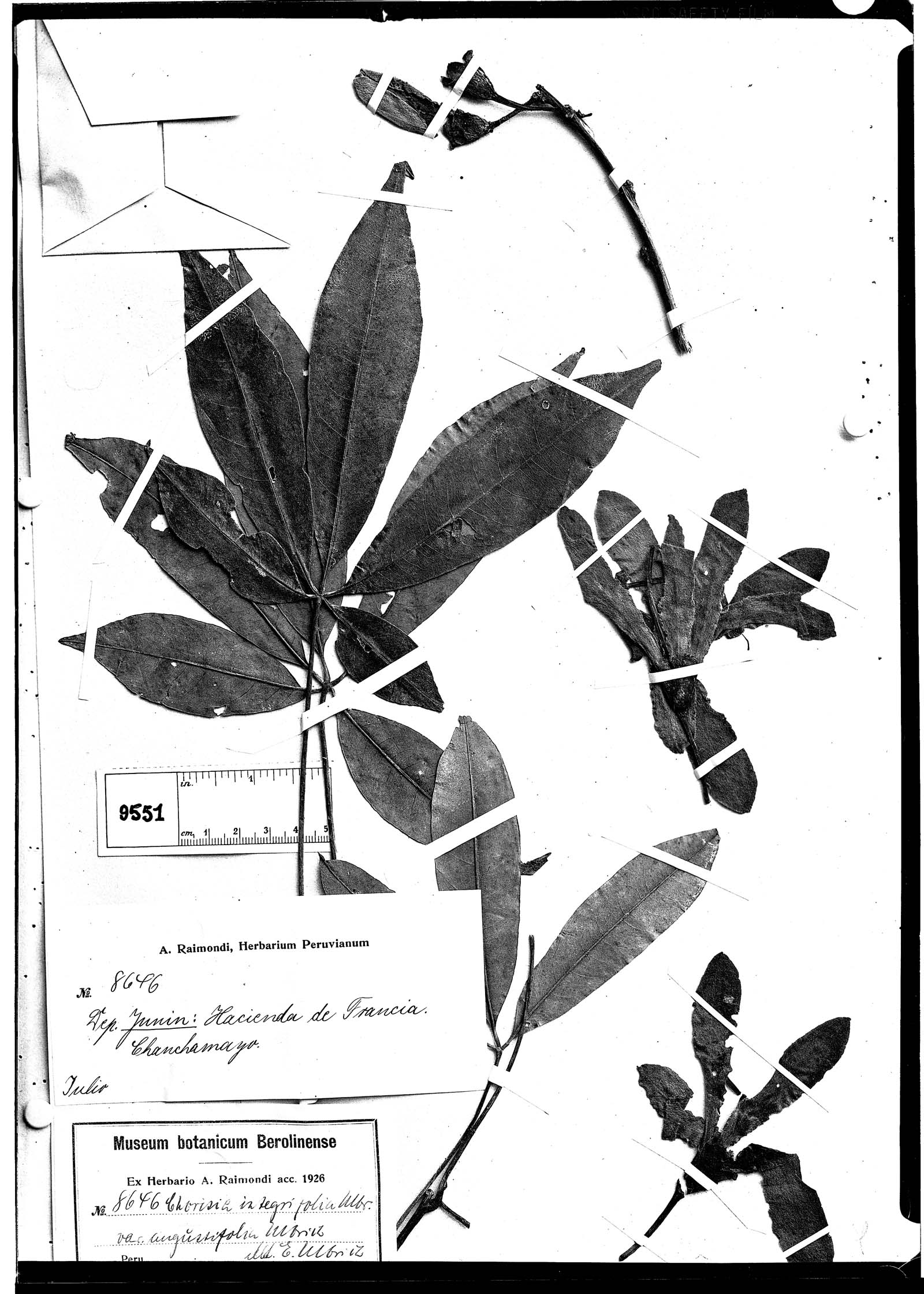 Chorisia integrifolia image
