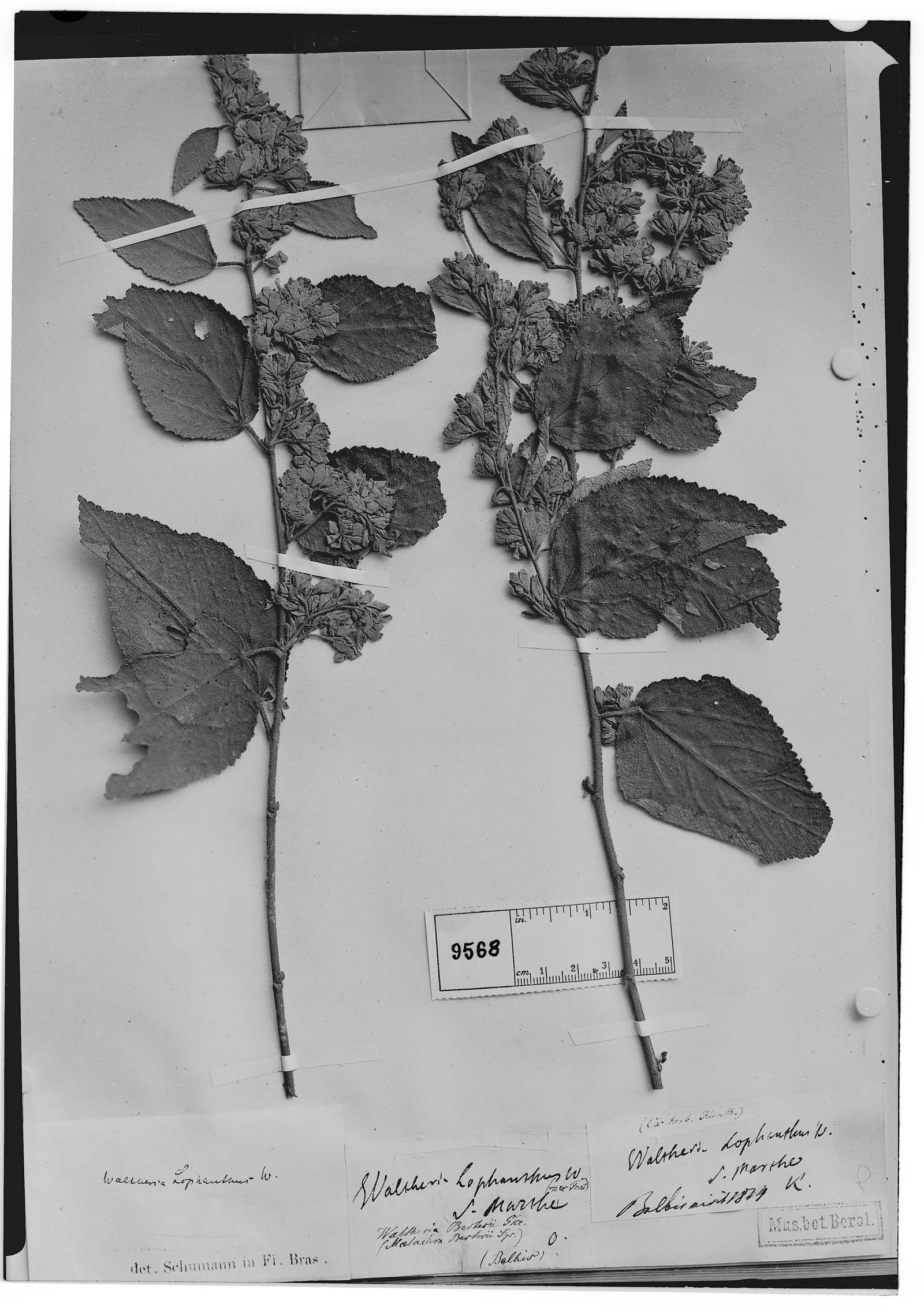Waltheria lophanthus image
