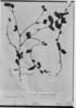 Waltheria bracteosa image