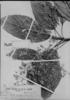 Sterculia albidiflora image